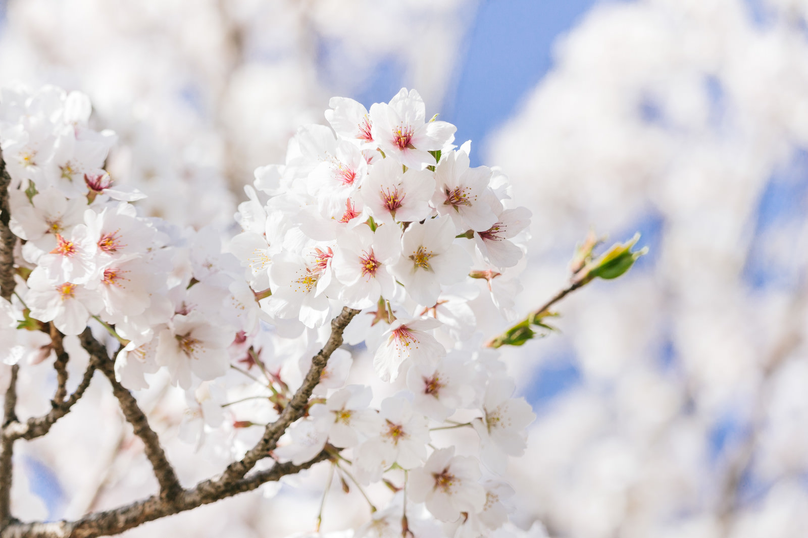 4月の時候の挨拶一覧｜使い方のポイントと併せて言葉の意味や季語も紹介