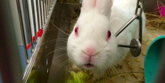 White rabbit used in experiments at the University of Pittsburgh