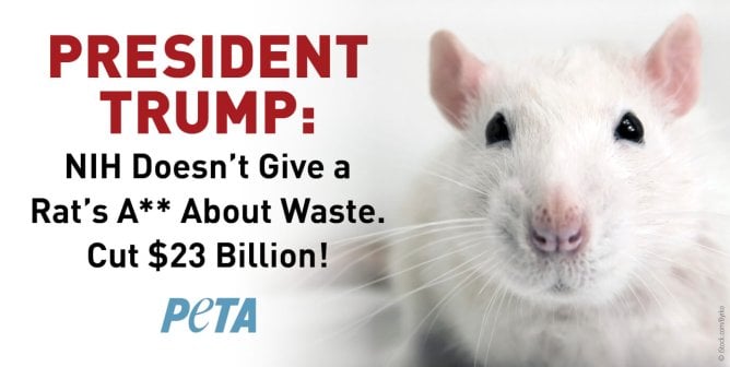 Billboard image of a photo of a white rat with text reading President Trump: NIH Doesn't Give a Rat's A** About Waste. Cut $23 Billion!