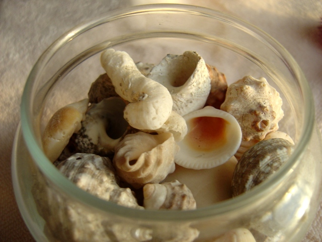 photo of a glass jar full of sea shells