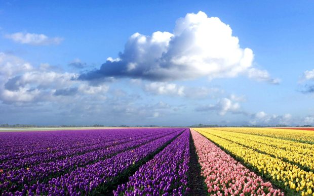 Flower Field Background hd Backgrounds