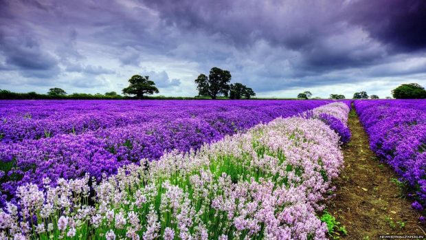 White Purple Flower Wallpaper HD