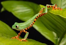 Bing Best Wallpapers HD Lemurfrog.