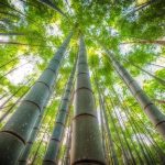 Photo of Bamboo Forest.