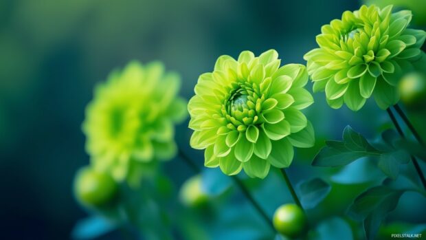 Vibrant green flower wallpaper with fresh, lively leaves.