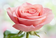 A vibrant pink rose against a blurred pastel background.