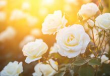 A vibrant scene capturing a white rose garden at sunset, with warm golden light illuminating the flowers.