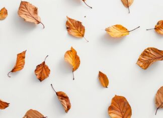 Aesthetic fall leaves on a white surface.