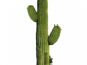 saguaro cactus, desert plant, succulent species, Arizona flora, Cactus PNG