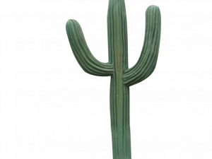 cactus, succulent plant, desert flora, Saguaro cactus, Cactus PNG