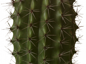 cactus plant, succulent species, desert flora, spiky green plant, Cactus PNG