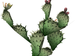 cactus plant, prickly pear, succulent foliage, desert flora, Cactus PNG