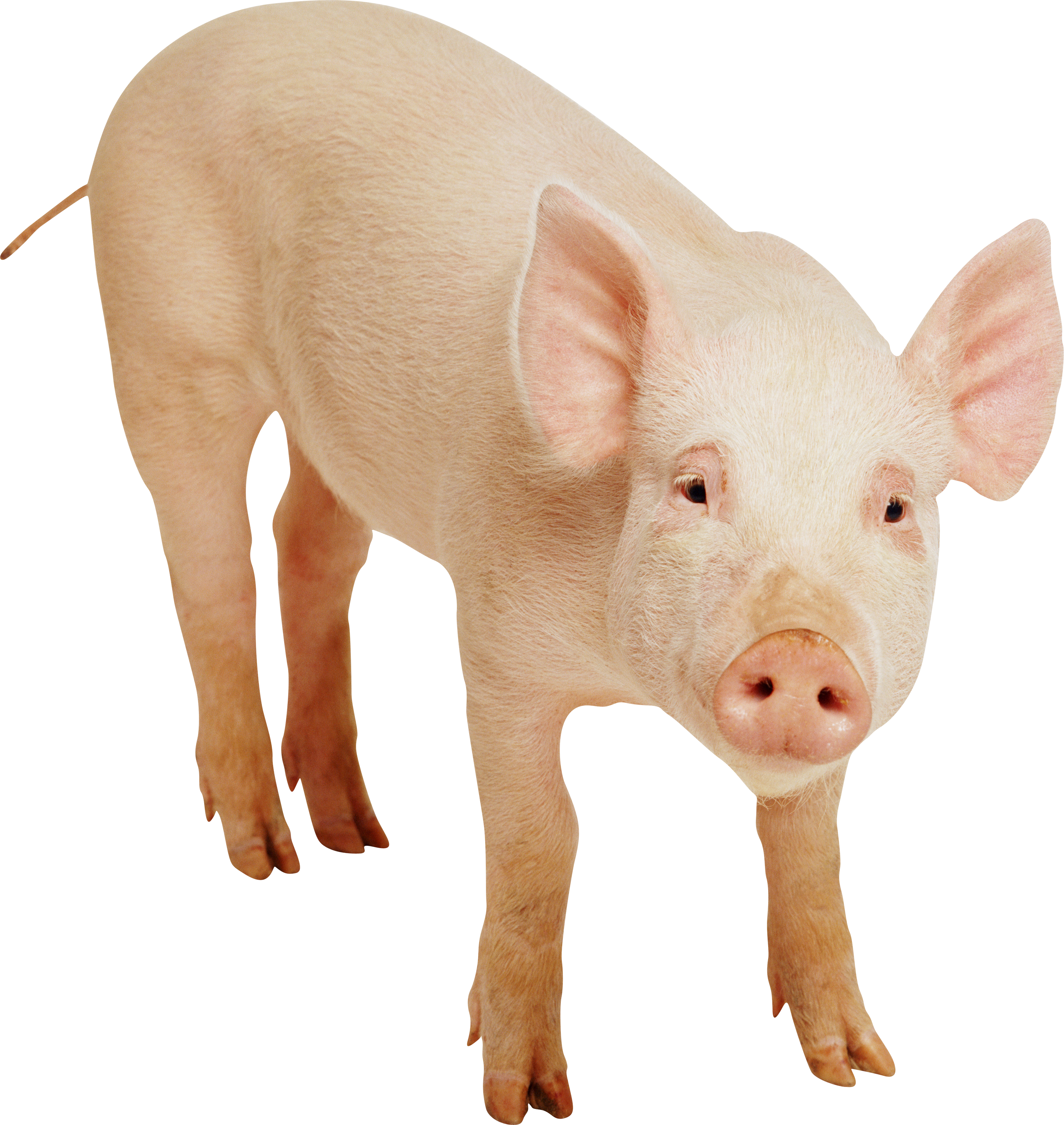 Pig Free Download PNG