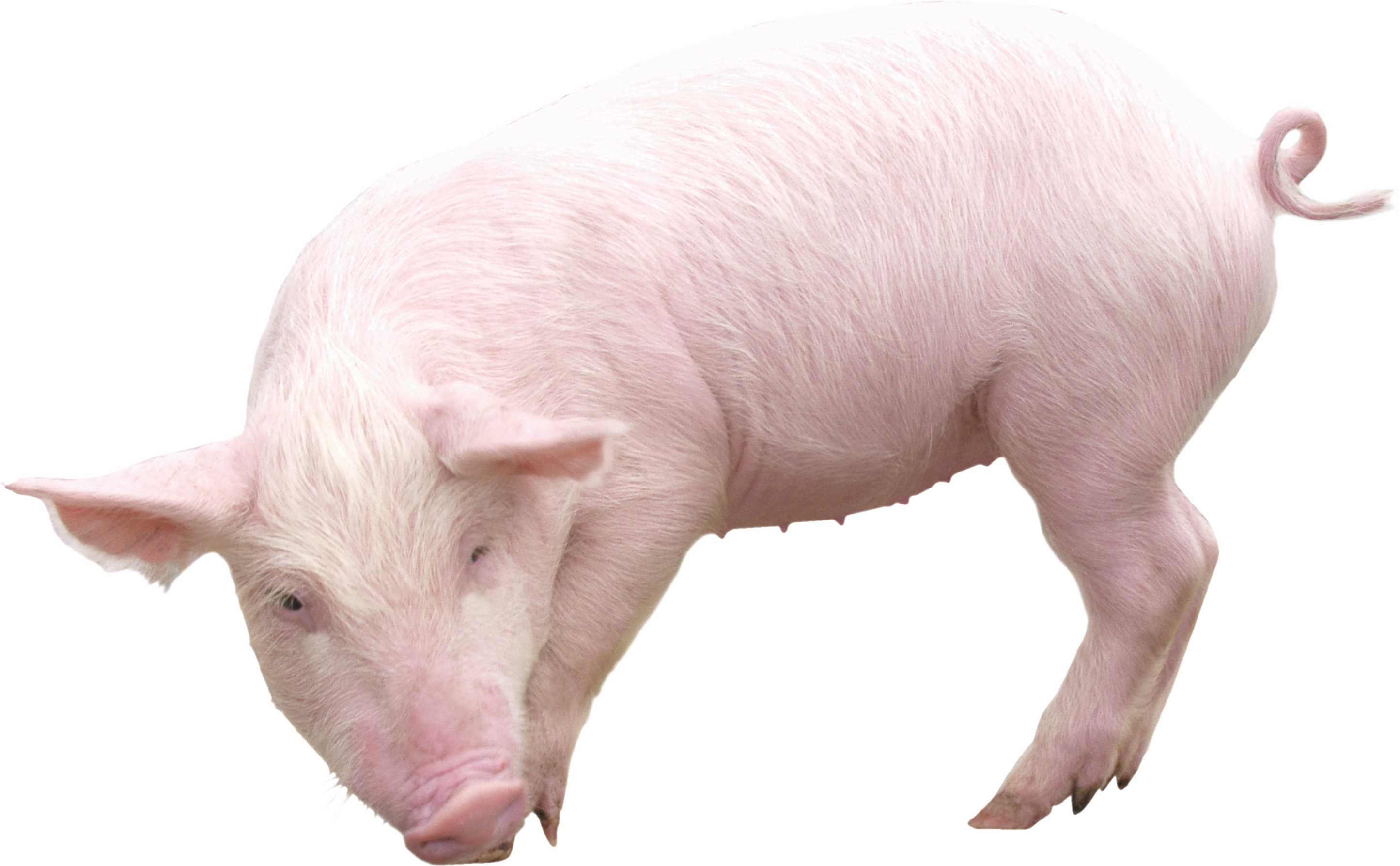 Pig Free PNG Image