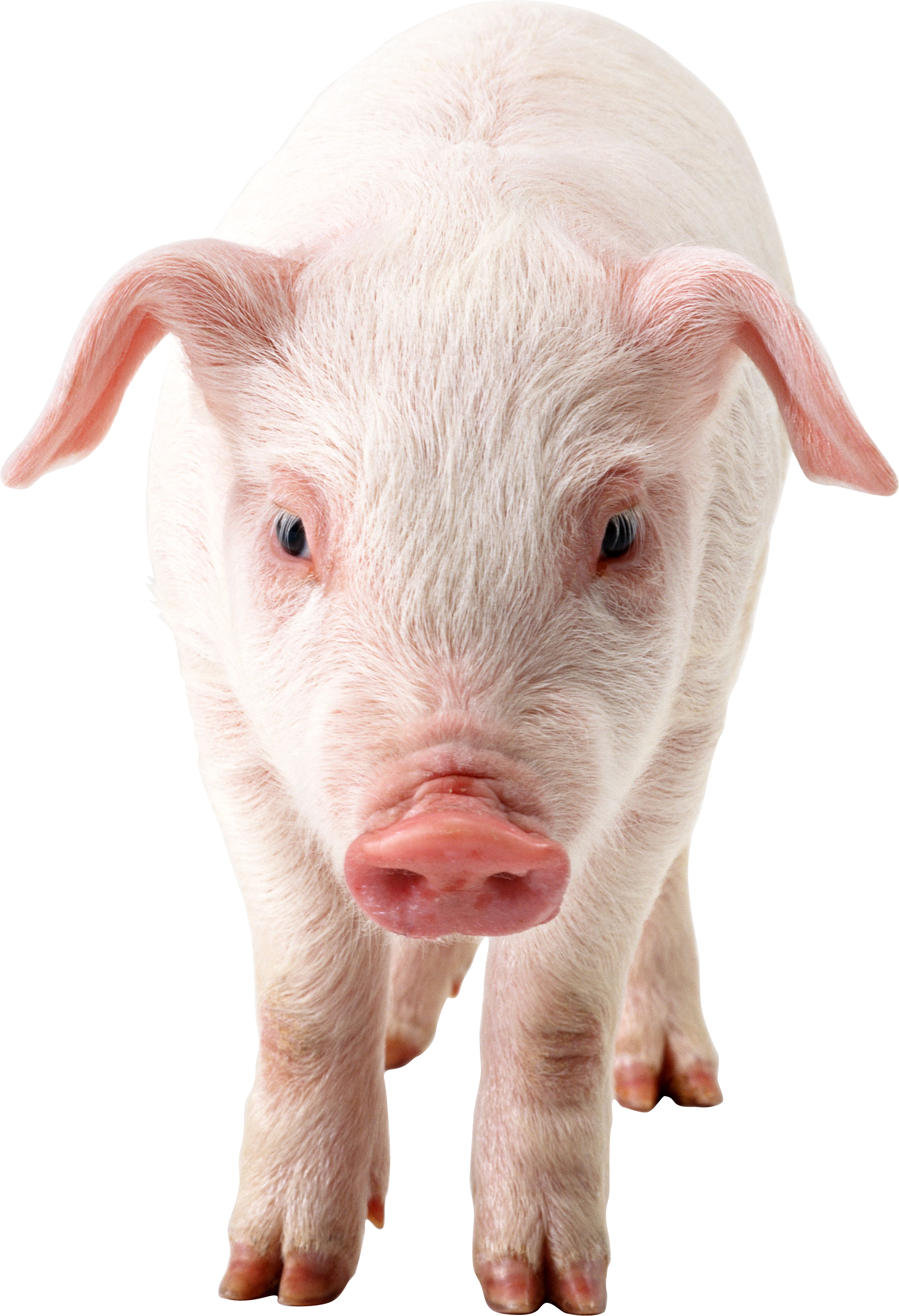 Pig PNG Clipart