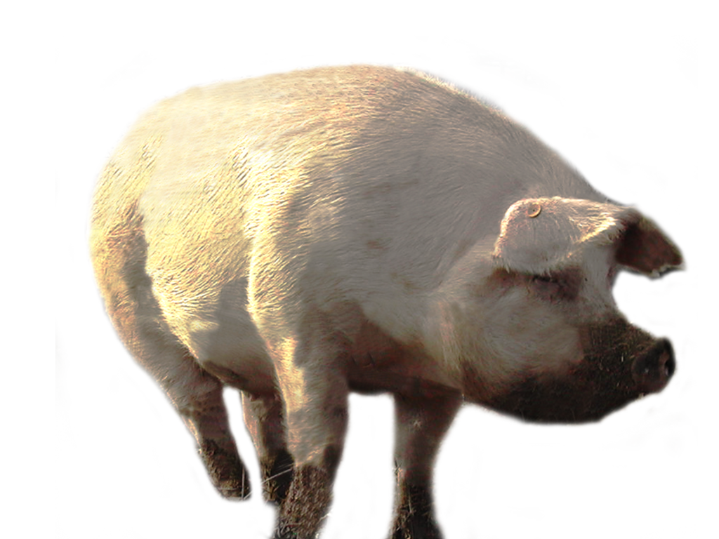 Pig PNG