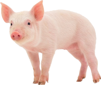 Pig Transparent