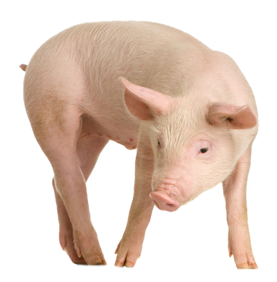 Pig