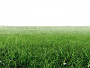 lush grass, green landscape, natural scenery, outdoor environment, Grassland PNG