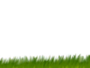 green grass, vibrant lawn, natural landscape, outdoor scenery, Grassland PNG