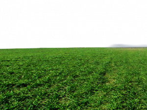 lush green field, agricultural landscape, vibrant grass, natural scenery, Grassland PNG