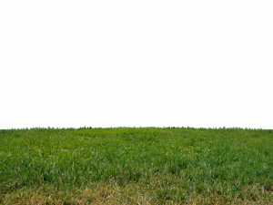 green grass, lush meadow, vibrant pasture, natural landscape, Grassland PNG