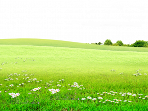 green meadow, wildflowers, lush grassland, serene landscape, Grassland PNG