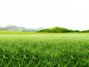 green grass, lush meadow, natural landscape, vibrant greenery, Grassland PNG