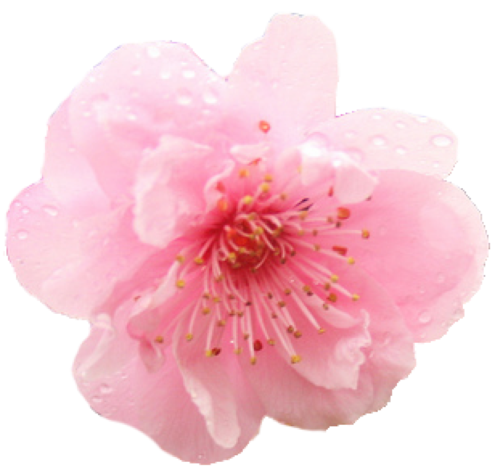 Spring cherry blossom PNG file