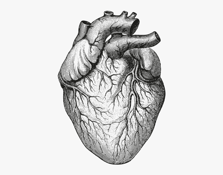 Human Body,heart,drawing,black And White,sketch,gesture - Transparent  Background Anatomical Heart Png, Png Download , Transparent Png Image -  PNGitem