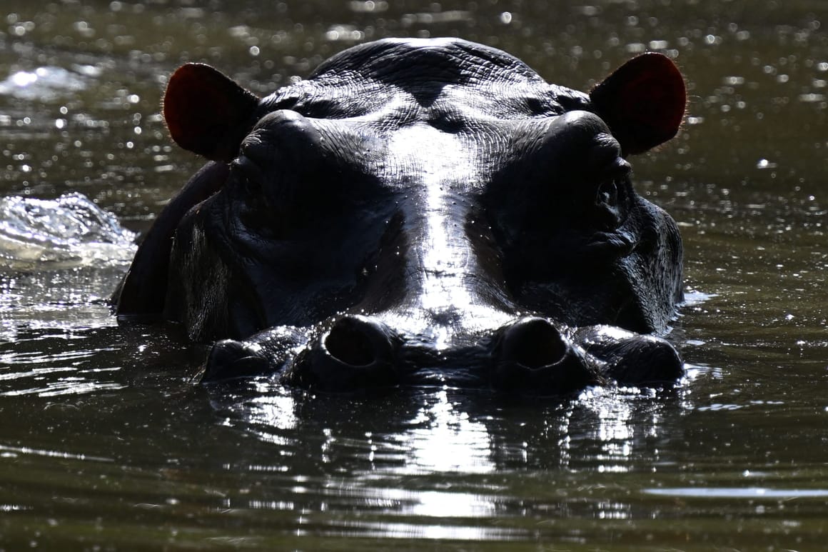 COLOMBIA-ANIMAL-HIPPO-ESCOBAR