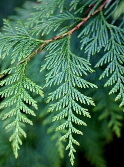 Thuja plicata | Heritage Trees by Species | The City of Portland, Oregon