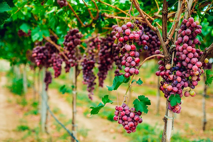 Região vinícola com uma plantação de videiras e flores coloridas.