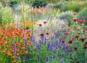 Herbaceous Border at Dawn