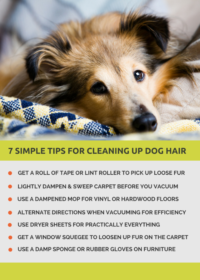 10 Simple Tips for Cleaning Up Dog Hair - Puppy Leaks