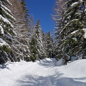 winterwald am weg zur pertinger alm