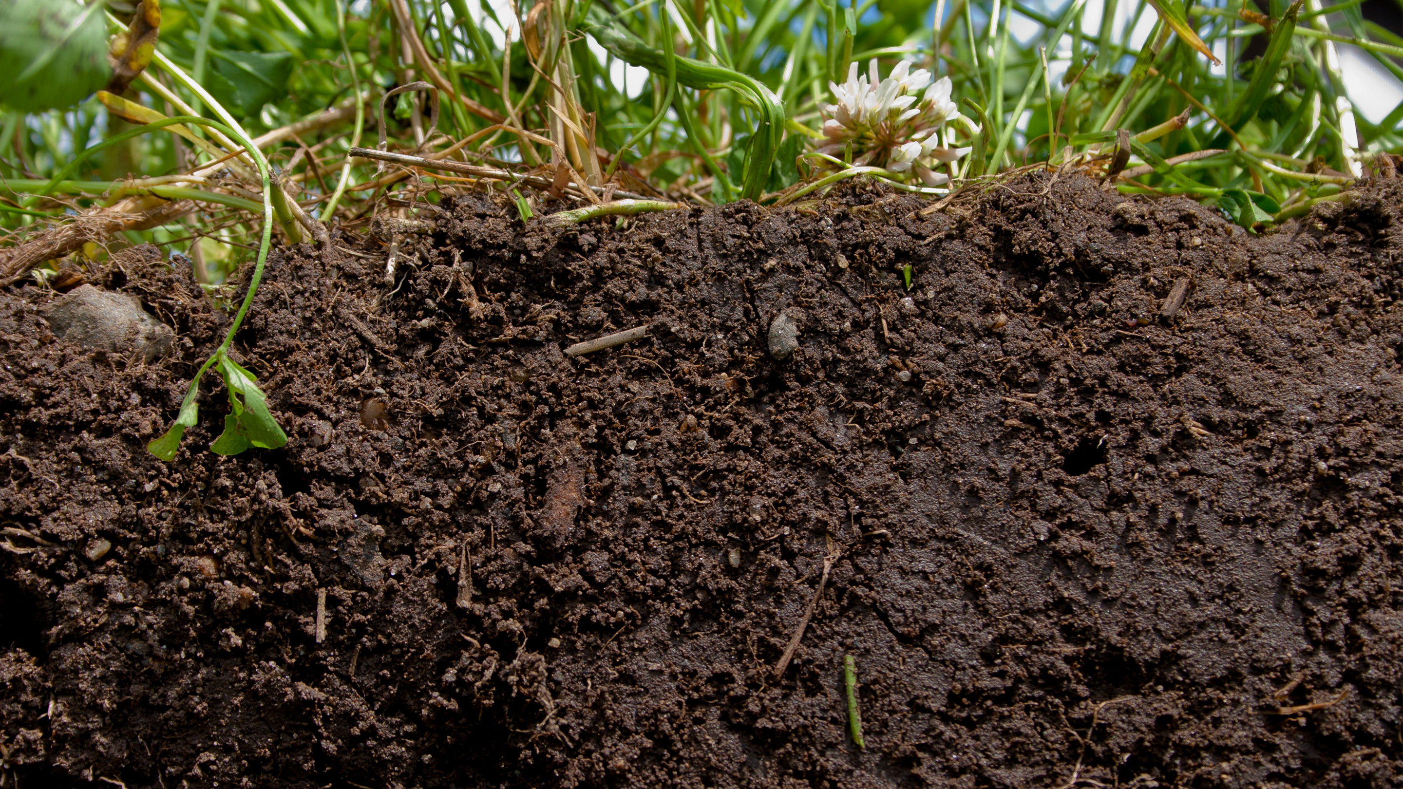 A cutaway of thick brown soil with grasses on top.