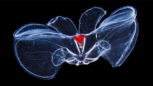 A translucent comb jelly collected from the deep sea.