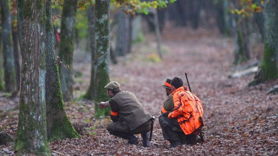 Des chasseurs avec leur guide montrant les animaux à tirer en Sologne.