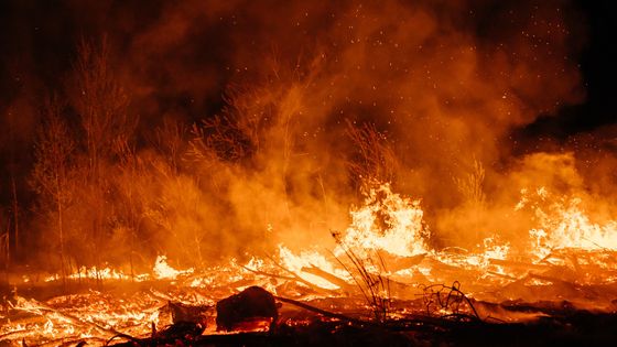 En 2024, 120 000 km² sont partis en fumée dans des feux de forêt