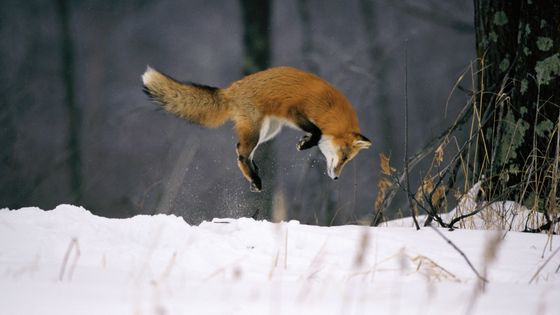 Un renard roux sautant dans la neige