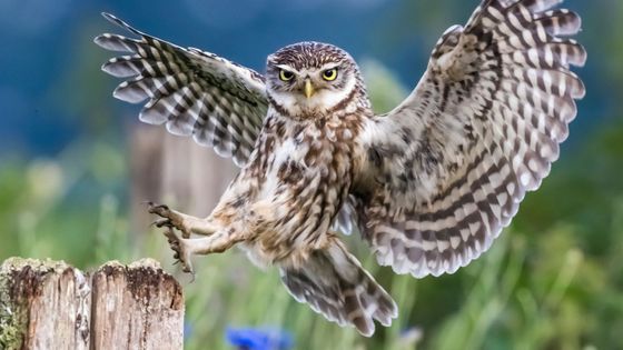 Les strigiformes fascinent par leur apparence élégante et leur efficacité pour tuer. Les deux sont liés : leur anatomie fait d'eux des prédateurs redoutables.