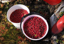 Excellent lingonberry season expected in North-East Finland