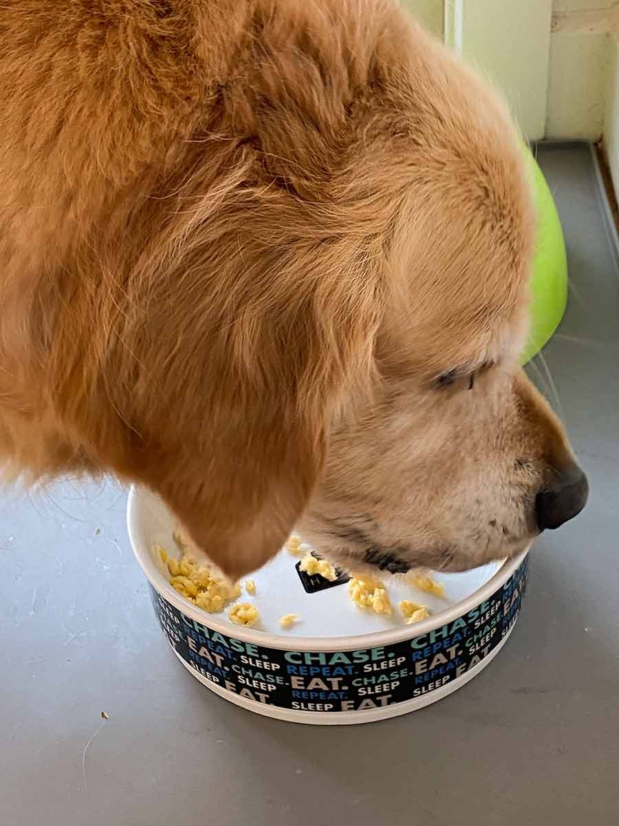 Dozer scoffing down overcooked scrambled eggs