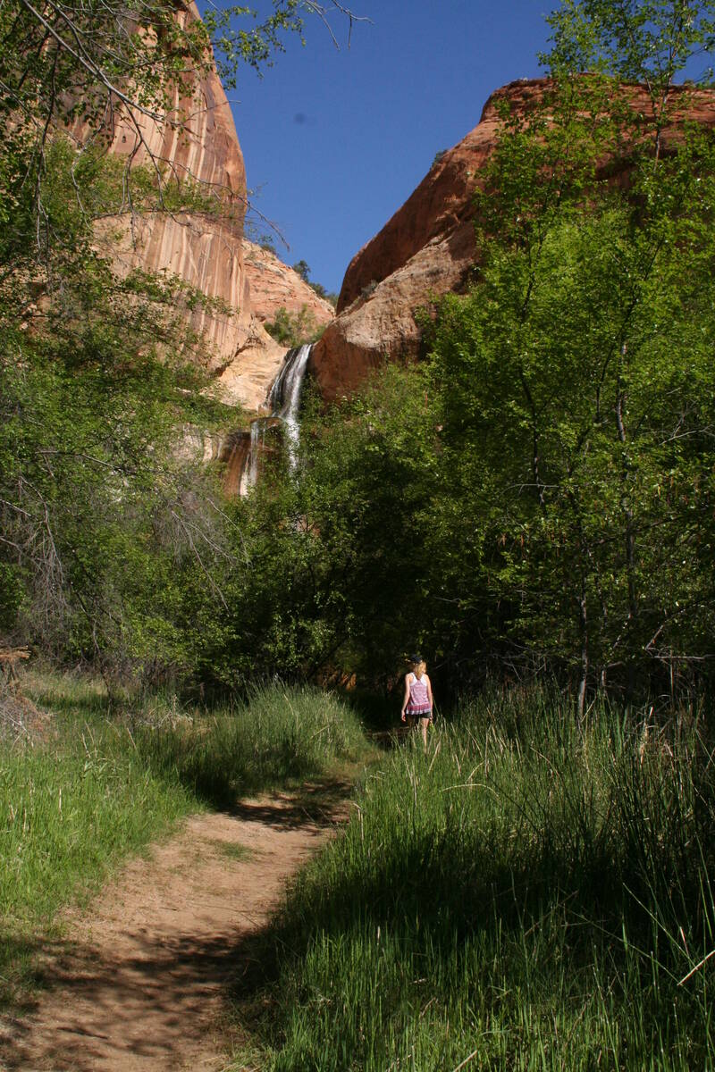 Near the falls you will be hiking through a canopy of box elder, willow, river birch and cotton ...