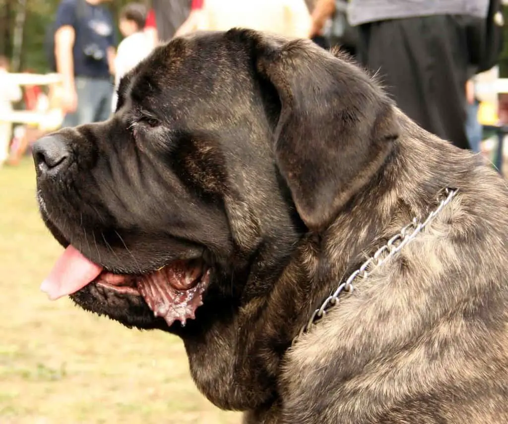 Mastiffs Bite Force