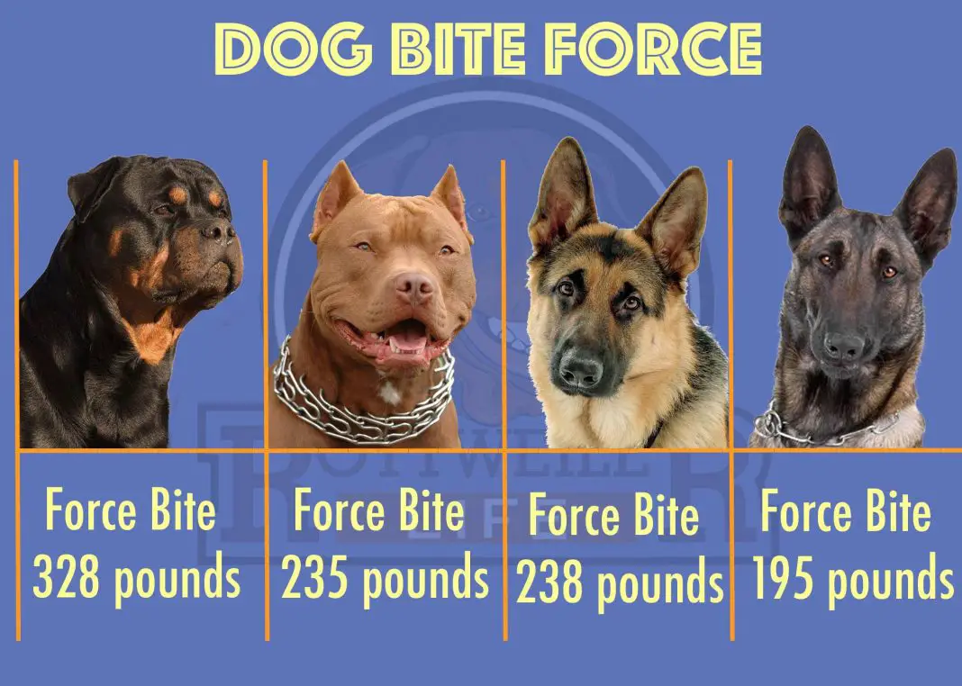 dog bite force