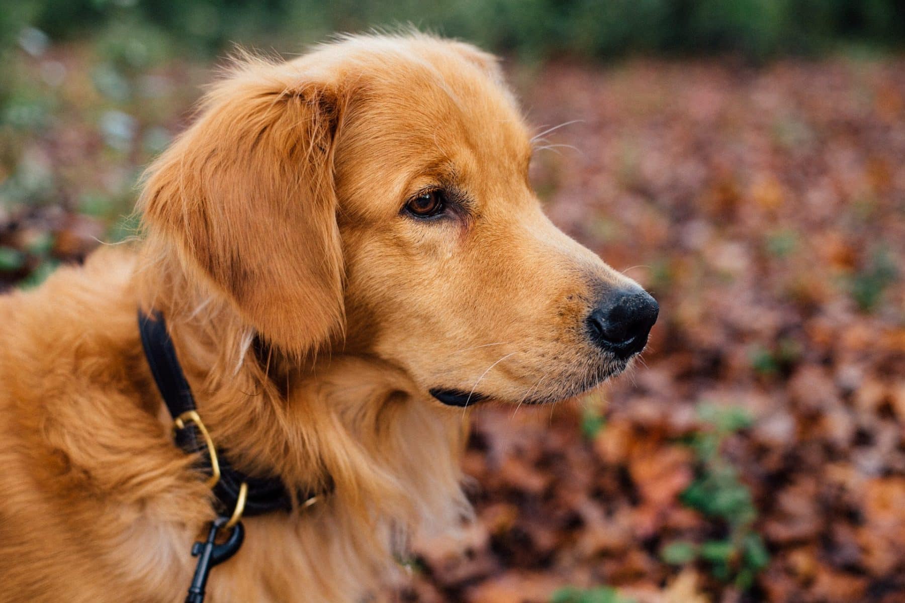 11 Best Dog Food For Golden Retrievers Updated For 2019