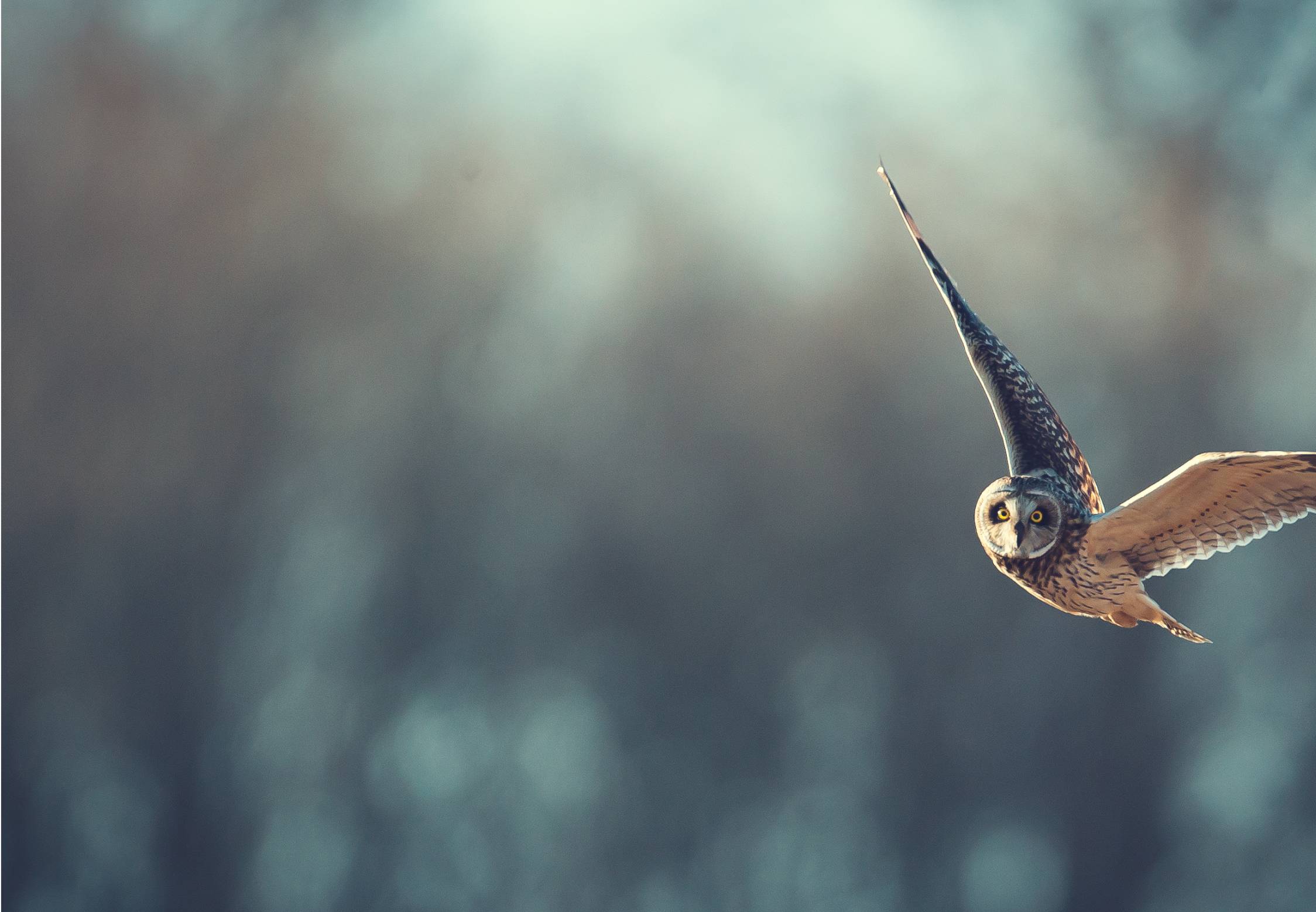 owl-in-flight