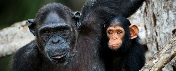 Here's the horrifying reason why scientists see so few baby chimps born in the wild